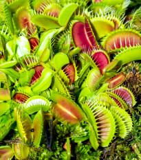 Mucholapka mix - Dionaea - semena - 10 ks