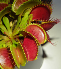 Mucholapka červená - Dionaea - semena - 10 ks