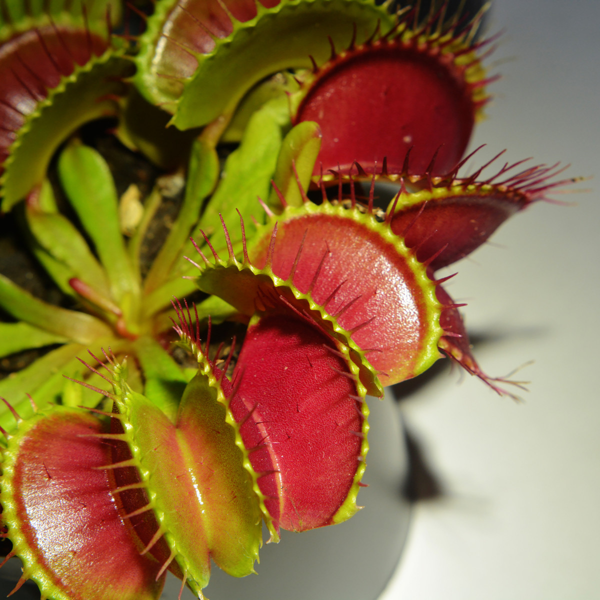 Mucholapka červená - Dionaea - semena - 10 ks
