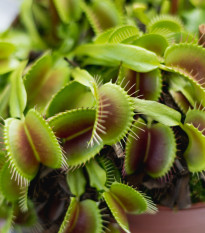 Mucholapka Charlie Mandon - Dionaea muscipula - semena - 7 ks