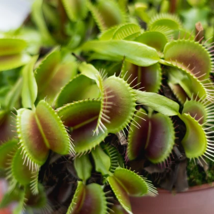 Mucholapka Charlie Mandon - Dionaea muscipula - semena - 7 ks