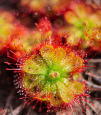 Rosnatka dielsiana - Drosera dielsiana - semena - 15 ks