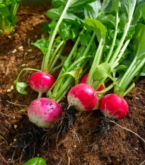Ředkvička Duo - Raphanus sativus - semena ředkvičky - 200 ks