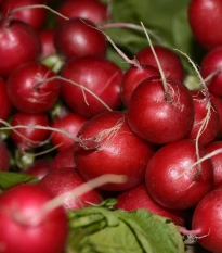 Ředkvička Primara F1 - Raphanus sativus - semena ředkvičky - 200 ks