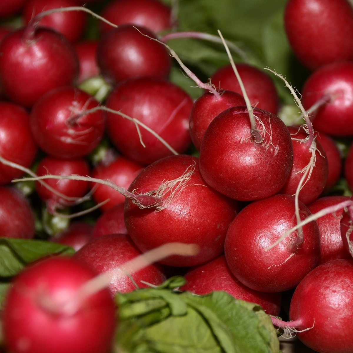 Ředkvička Primara F1 - Raphanus sativus - semena ředkvičky - 200 ks