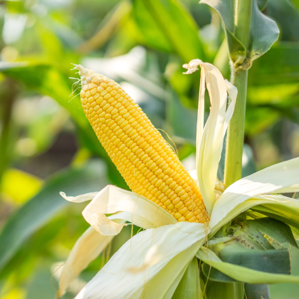 Kukuřice Luminox F1 - Zea mays - semena kukuřice - 20 ks