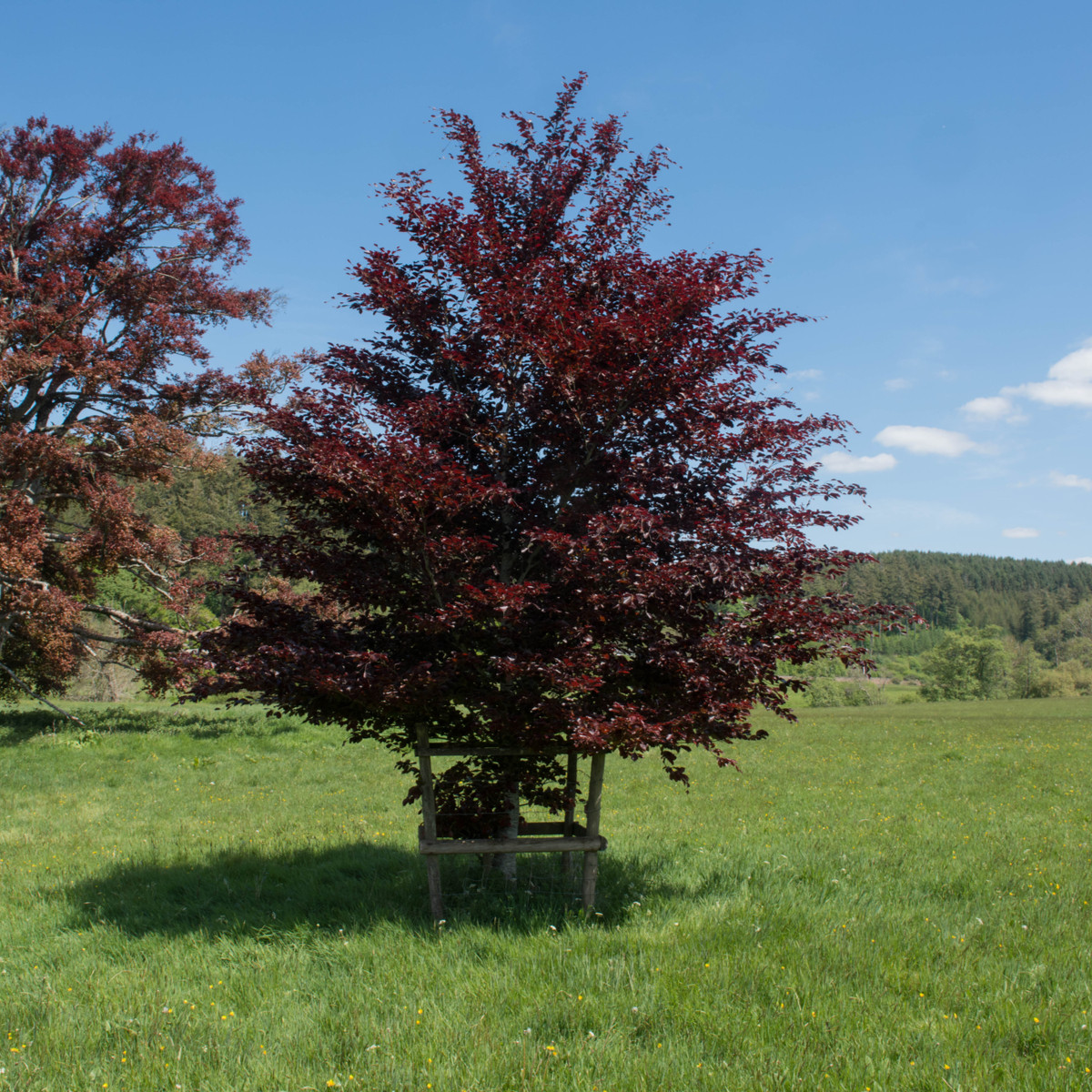 Buk lesní Atropurpurea - Fagus sylvatica atropurpurea - semena buku - 7 ks