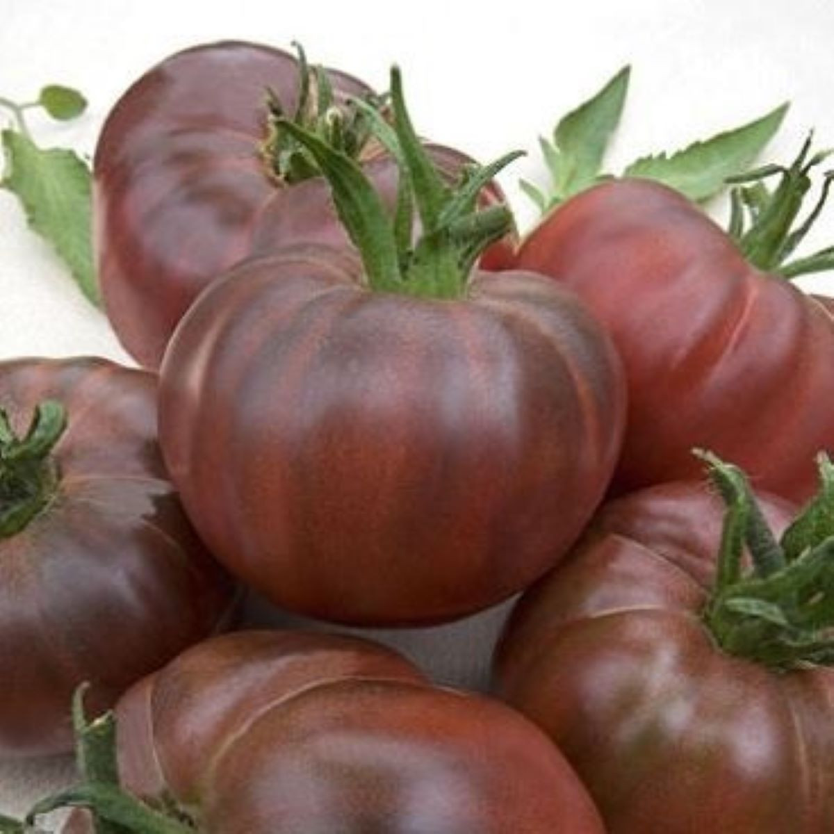 Rajče Black Russian - Solanum lycopersicum - semena rajčete - 6 ks