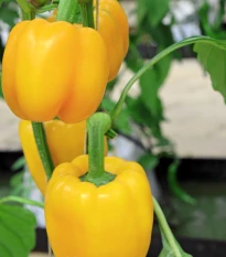 Paprika žlutá Baby bell - Capsicum annuum - semena papriky - 8 ks