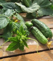 Okurka nakládačka Harriet F1 - Cucumis sativus - semena okurky - 20 ks