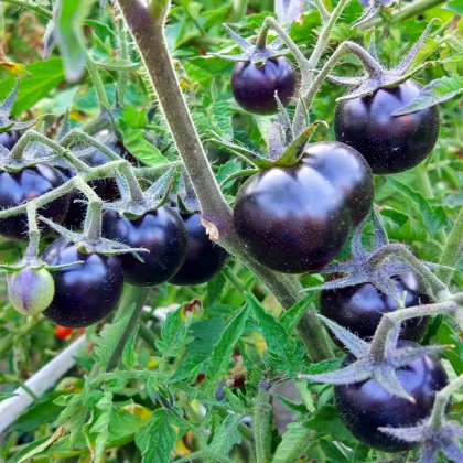 Rajče Blueberry - Solanum lycopersicum - semena rajčete - 6 ks