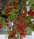 Rajče Tumbler - Lycopersicon esculentum – semena rajčat - 6 ks