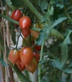 Rajče Artisan Pink Tiger - Solanum lycopersicum - semena rajčete - 5 ks