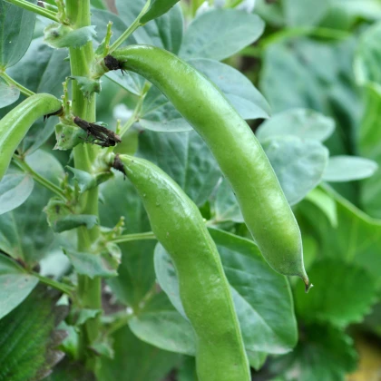 Bob obecný Piccola - Vicia faba - semena bobu - 20 ks