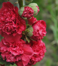 Topolovka Chaters Scarlet - Alcea rosea - semena topolovky - 30 ks