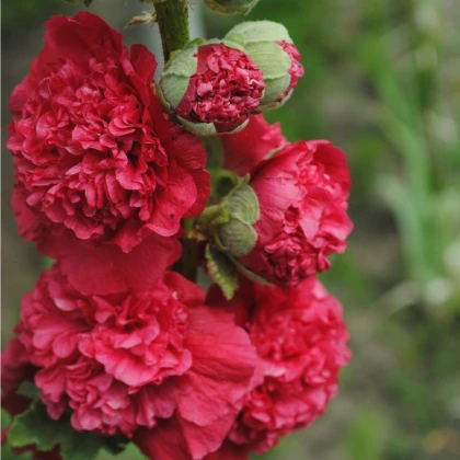 Topolovka Chaters Scarlet - Alcea rosea - semena topolovky - 30 ks