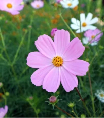 Krásenka Sonata Pink - Cosmos bipinnatus - semena krásenky - 15 ks