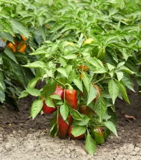 Paprika Bajka - Capsicum annuum - semena papriky - 20 ks