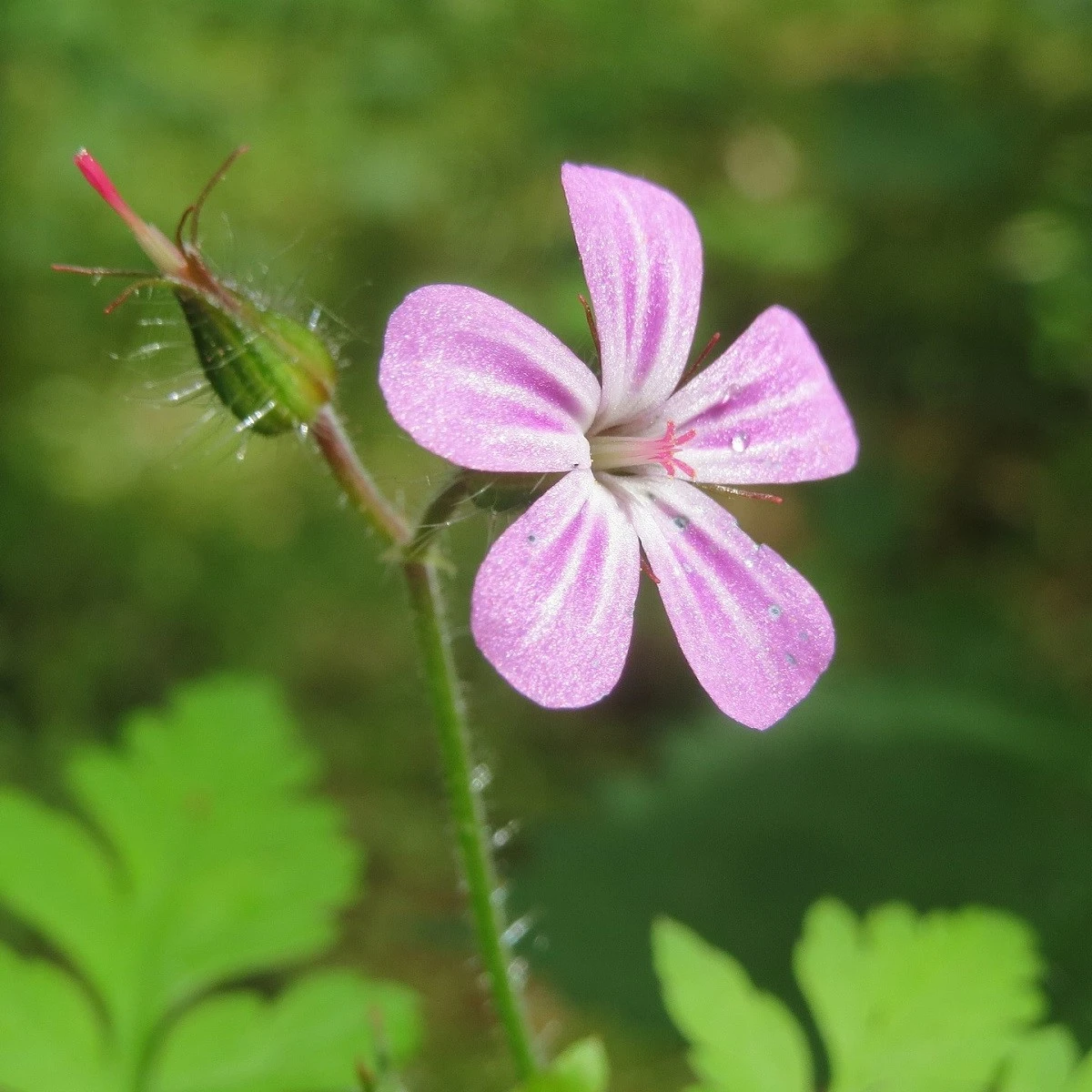 BIO Kakost smrdutý - Geranium robertianum - bio semena kakostu - 10 ks - ukončený