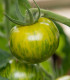 BIO Rajče Zelená zebra - Solanum lycopersicum - bio semena rajčete - 6 ks