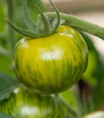 BIO Rajče Zelená zebra - Solanum lycopersicum - bio semena rajčete - 6 ks