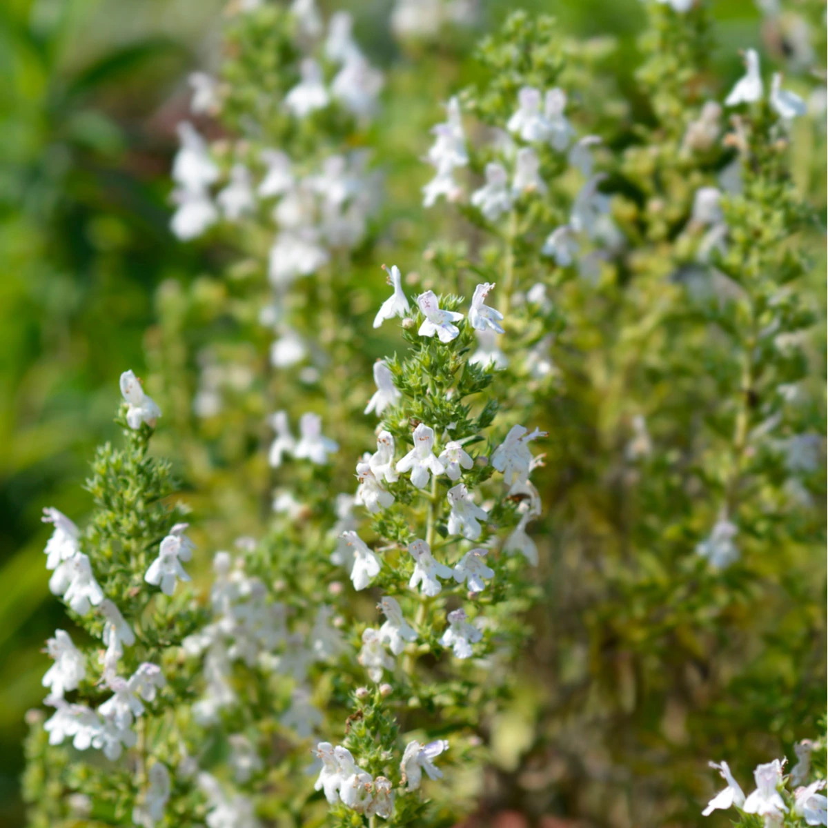 Saturejka horská Bolero - Satureja montana - semena saturejky - 500 ks