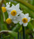 Narcis Canaliculatus - Narcissus - cibule narcisu - 3 ks