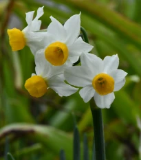 Narcis Canaliculatus - Narcissus - cibule narcisu - 3 ks