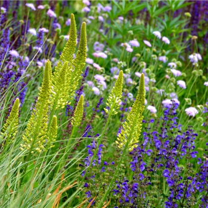 Bylinková vonička - semena Planta Naturalis - směs - 50 g