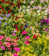 Visuté zahrady - semena letniček - směs letniček - 0,9 g