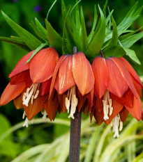 Řebčík královský William Rex - Fritillaria imperialis - cibuloviny - 1 ks