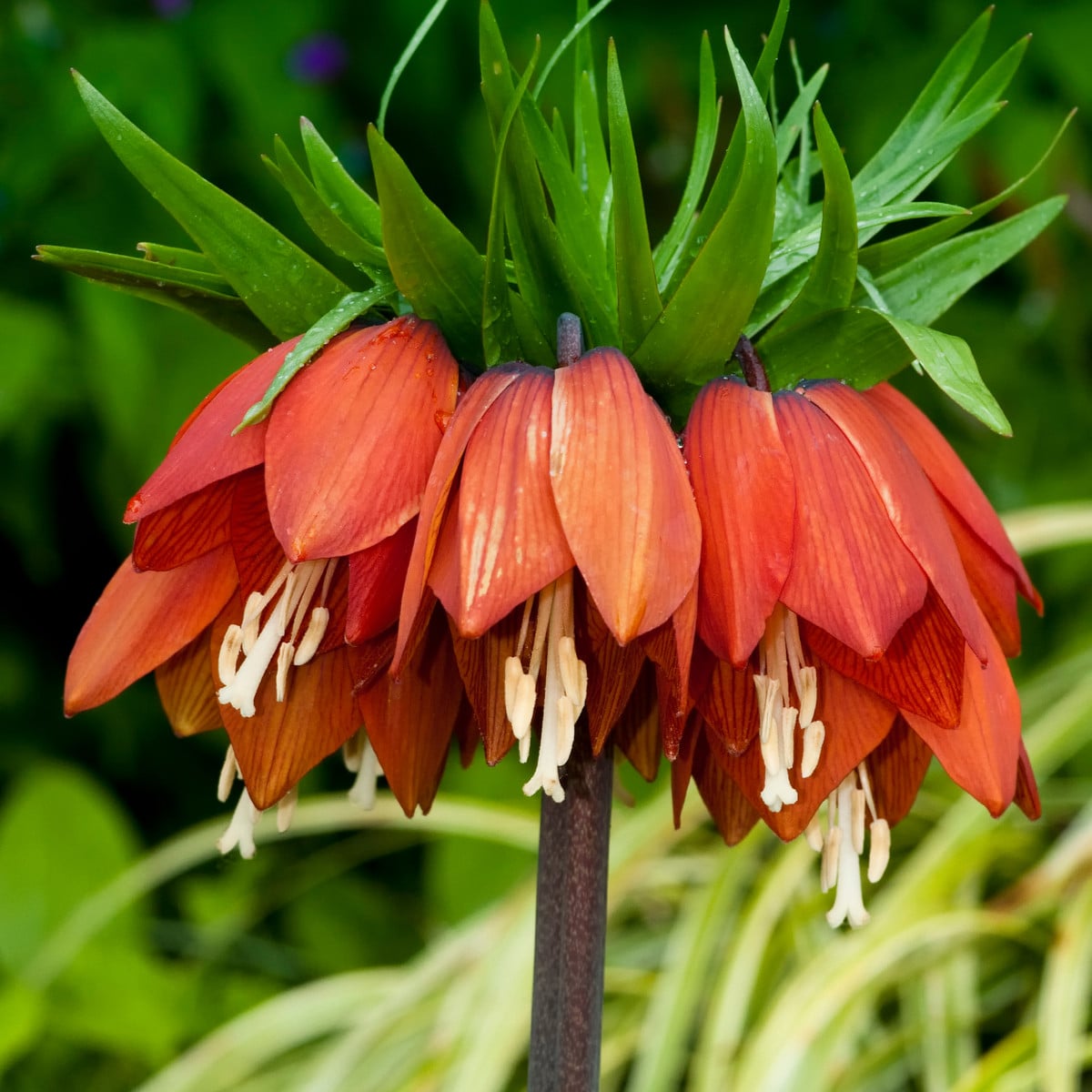 Řebčík královský William Rex - Fritillaria imperialis - cibuloviny - 1 ks