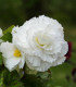 Begonie plnokvětá bílá - Begonia superba - hlízy begonie - 2 ks