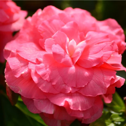 Begonie plnokvětá růžová - Begonia superba - hlízy begonie - 2 ks