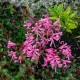 Nerine Bowdenova - Nerine bowdenii - hlízy nerine - 1 ks