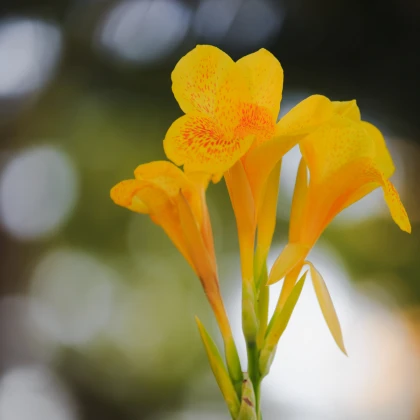 Dosna Yellow Humbert - Canna - hlízy dosny - 1 ks