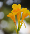 Dosna Yellow Humbert - Canna - hlízy dosny - 1 ks