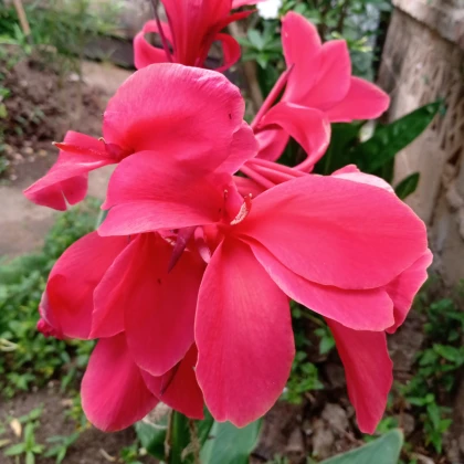 Dosna Happy Isabel - Canna - hlízy dosny - 1 ks