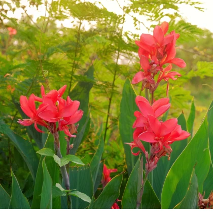 Dosna Happy Carmen - Canna - hlízy dosny - 1 ks