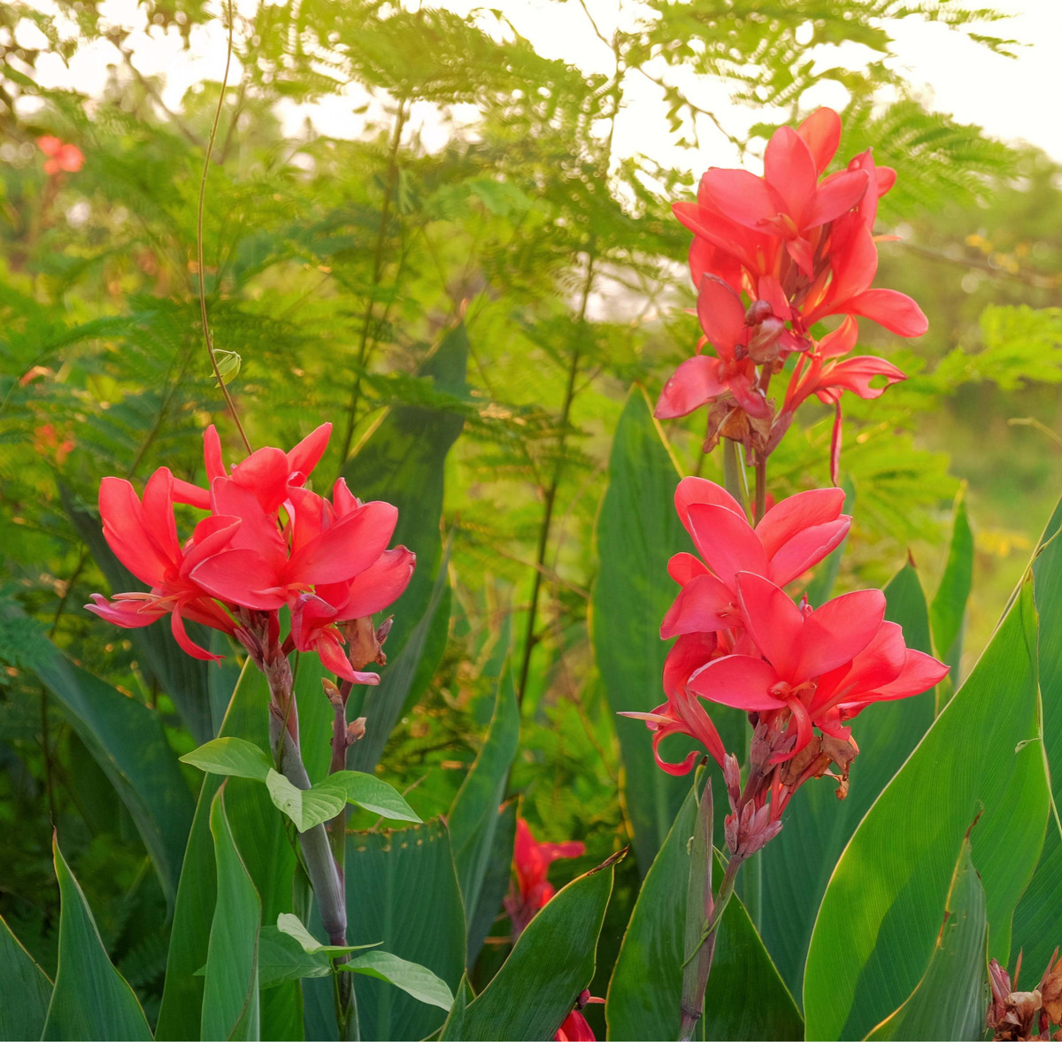 Dosna Happy Carmen - Canna - hlízy dosny - 1 ks