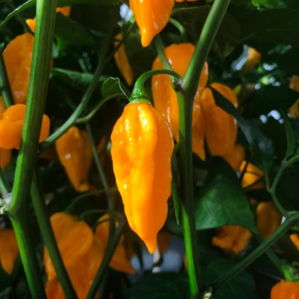 Chilli Devils Tongue Yellow - Capsicum chinense - semena chilli - 7 ks
