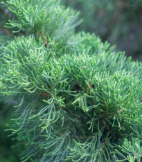Jalovec čínský - Juniperus chinensis - semena jalovce - 5 ks