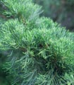 Jalovec čínský - Juniperus chinensis - semena jalovce - 5 ks