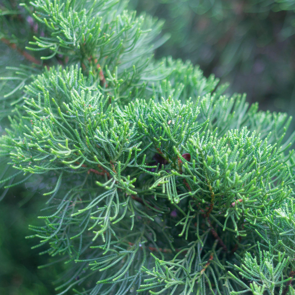 Jalovec čínský - Juniperus chinensis - semena jalovce - 5 ks