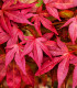 Javor japonský - Acer palmatum - semena javoru - 5 ks