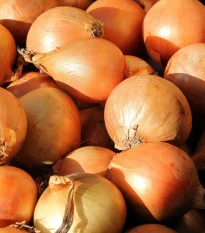 BIO Cibule šalotka Red Sun - Allium cepa - bio cibulky - 10 ks