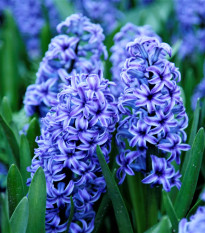 Hyacint Sky Jacket - Hyacinthus L. - cibuloviny - 1 ks