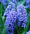 Hyacint Sky Jacket - Hyacinthus L. - cibuloviny - 1 ks