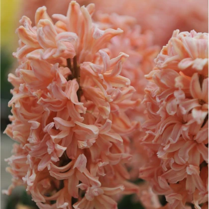 Hyacint Gipsy Queen - Hyacinthus L. - cibule hyacintu - 1 ks
