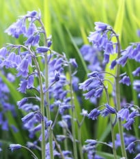 Hyacintovec britský - Hyacinthoides non scripta - cibuloviny - 2 ks